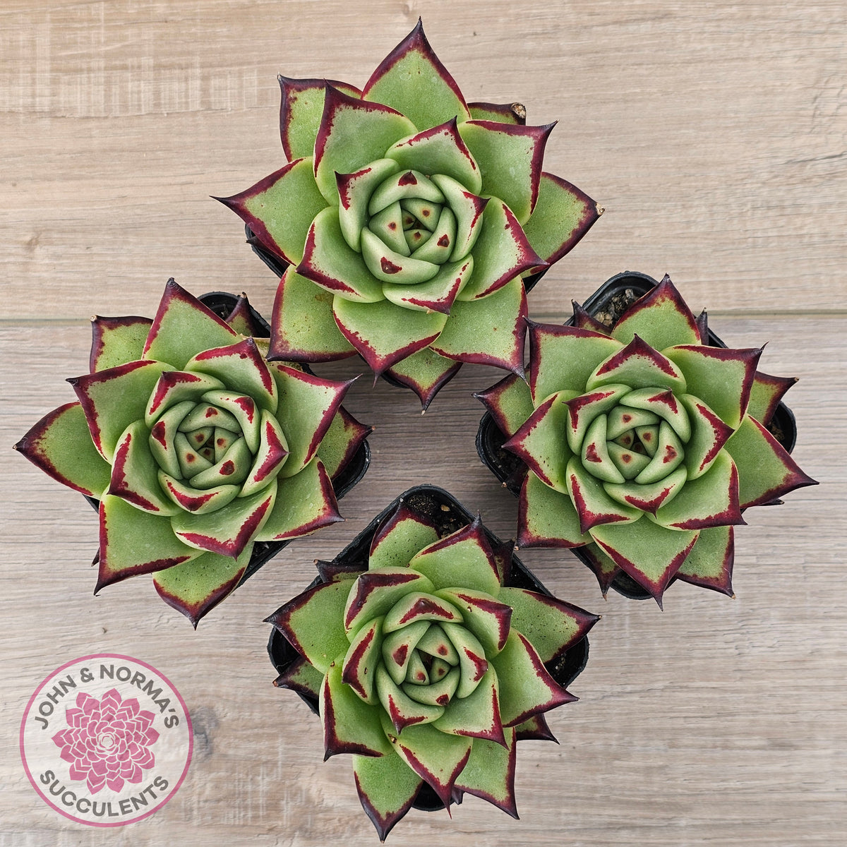 Echeveria agavoides Ebony