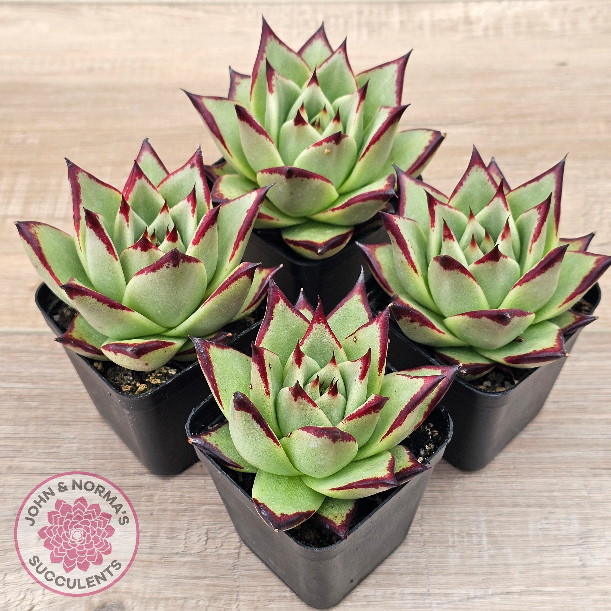 ebony succulents Buy Echeveria agavoides Ebony Australia