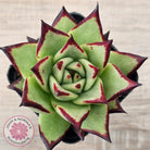 Echeveria agavoides Ebony