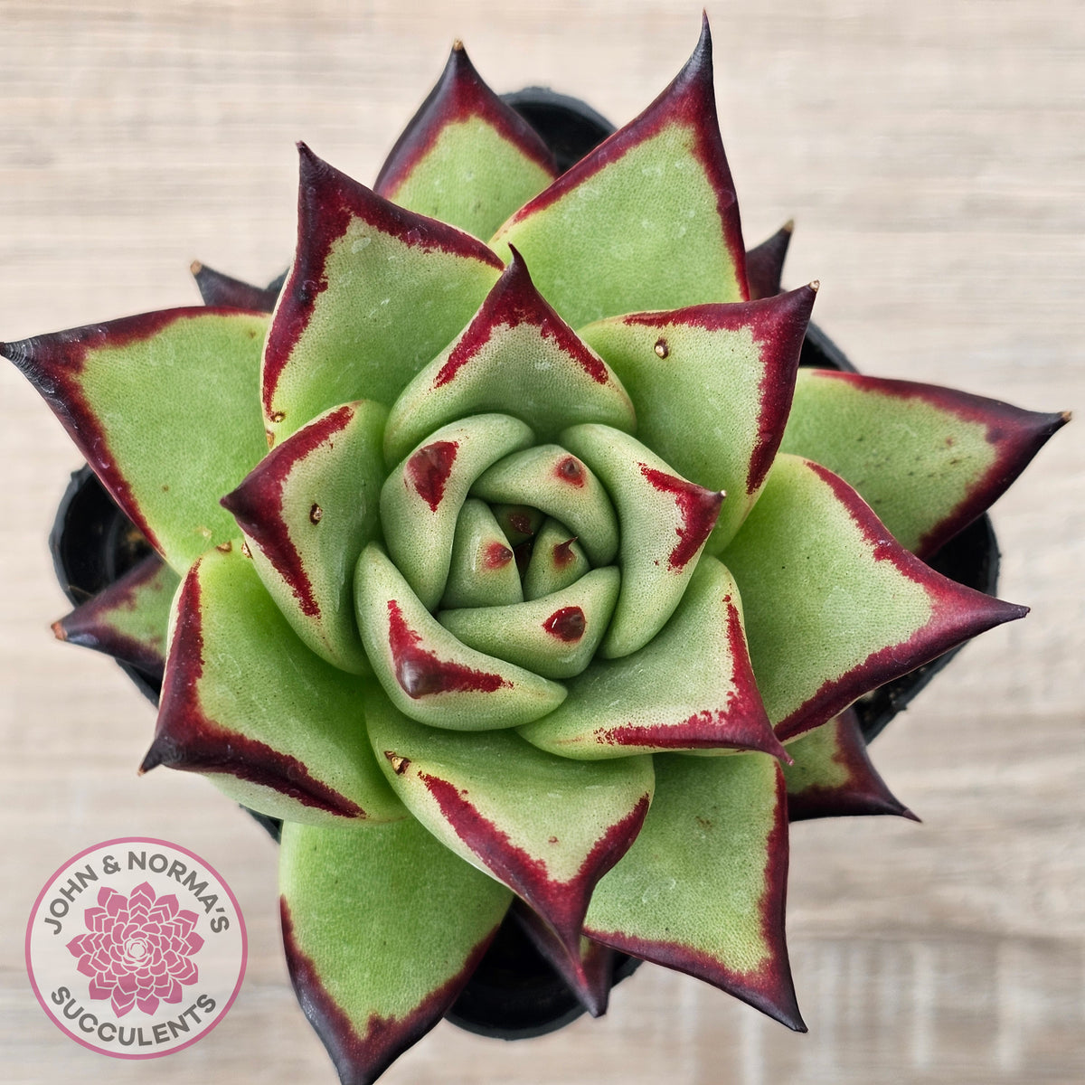 Echeveria agavoides Ebony