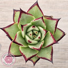 Echeveria agavoides Ebony