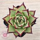 Echeveria agavoides Ebony