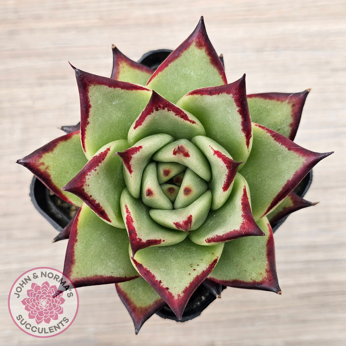 Echeveria agavoides Ebony