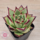 Echeveria agavoides Ebony