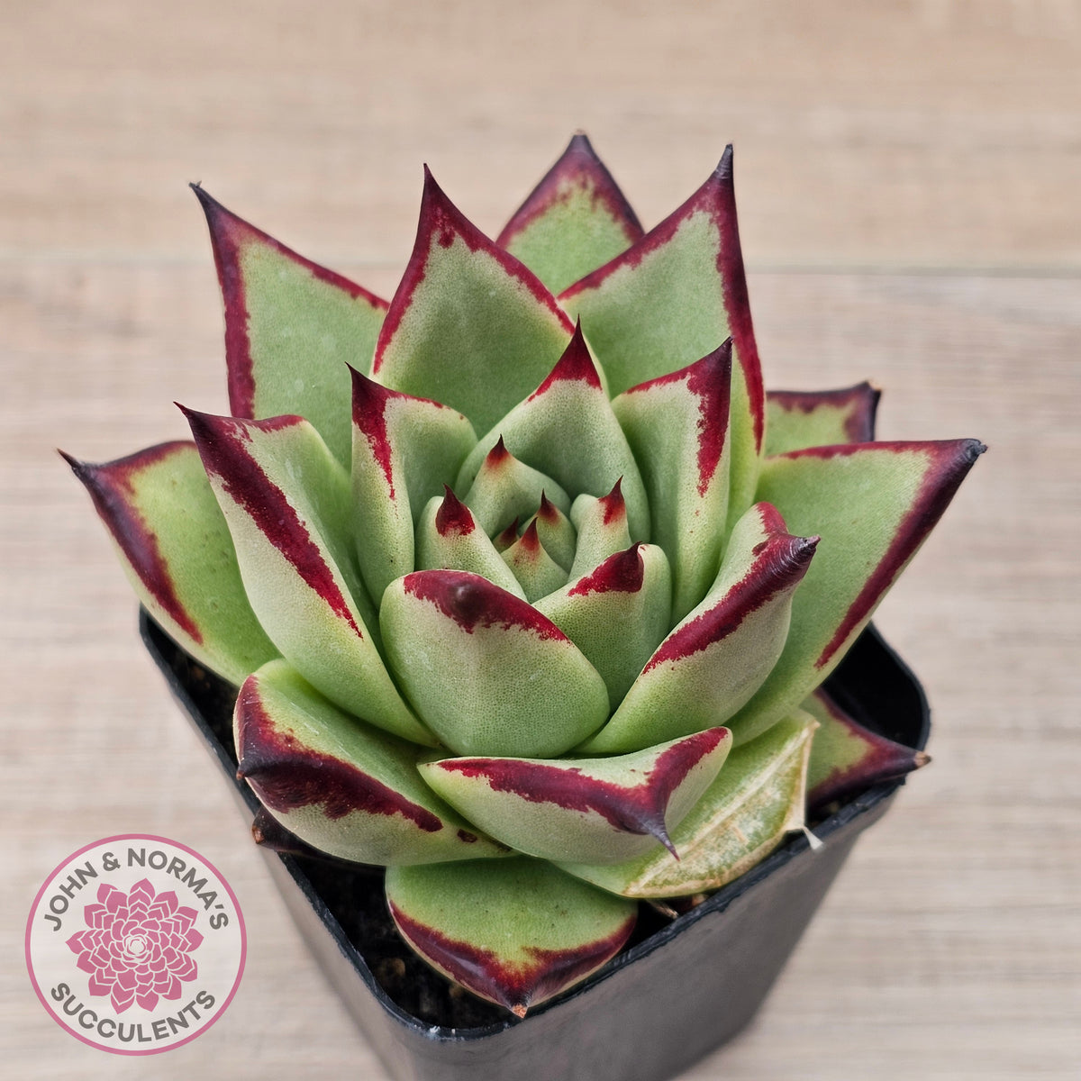Echeveria agavoides Ebony