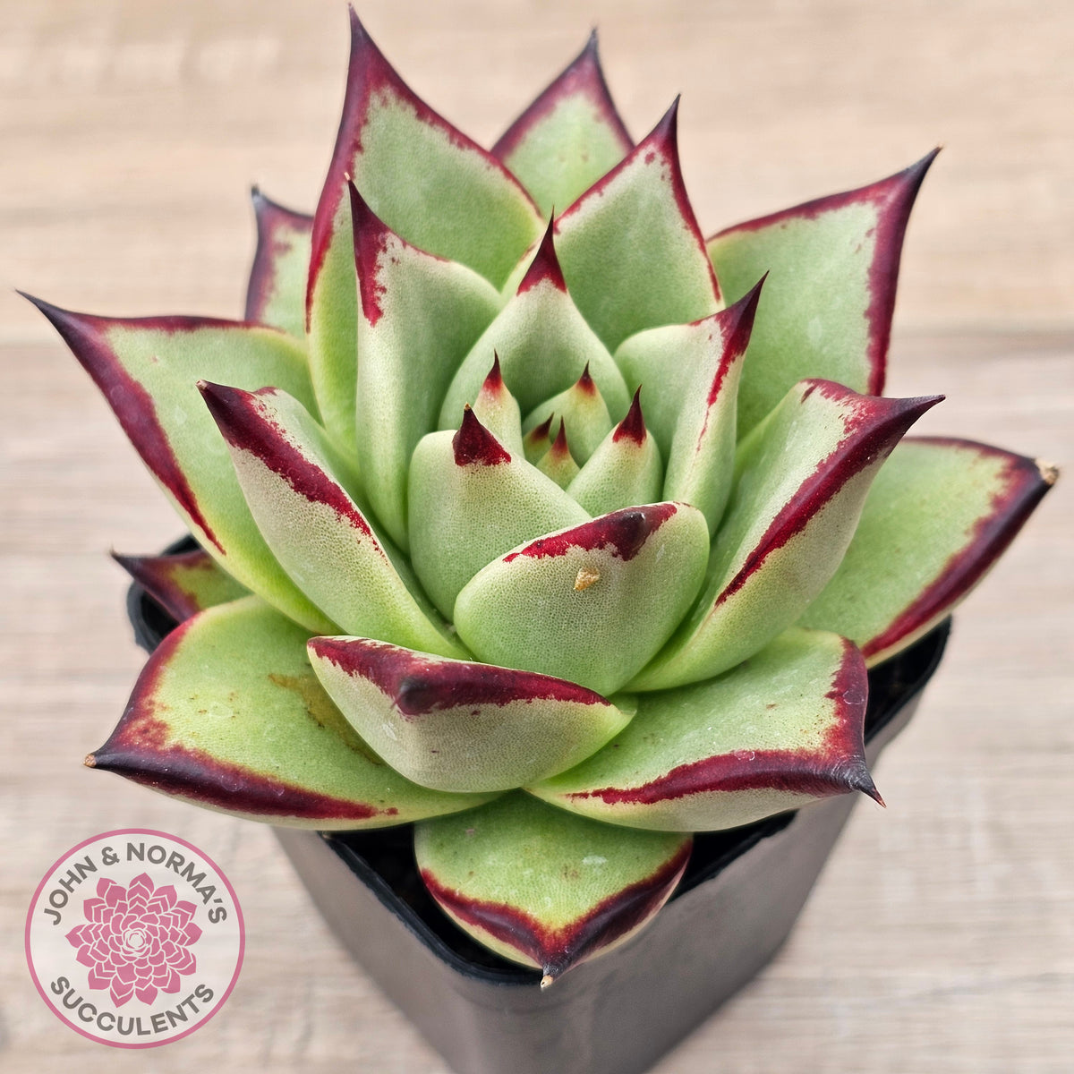 Echeveria agavoides Ebony