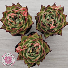 Load image into Gallery viewer, Echeveria agavoides Ebony
