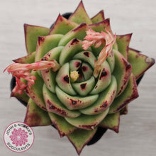 Load image into Gallery viewer, Echeveria agavoides Ebony
