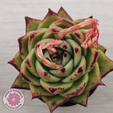 Load image into Gallery viewer, Echeveria agavoides Ebony
