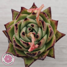 Load image into Gallery viewer, Echeveria agavoides Ebony
