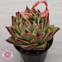 Load image into Gallery viewer, Echeveria agavoides Ebony
