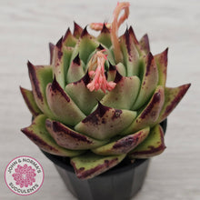 Load image into Gallery viewer, Echeveria agavoides Ebony
