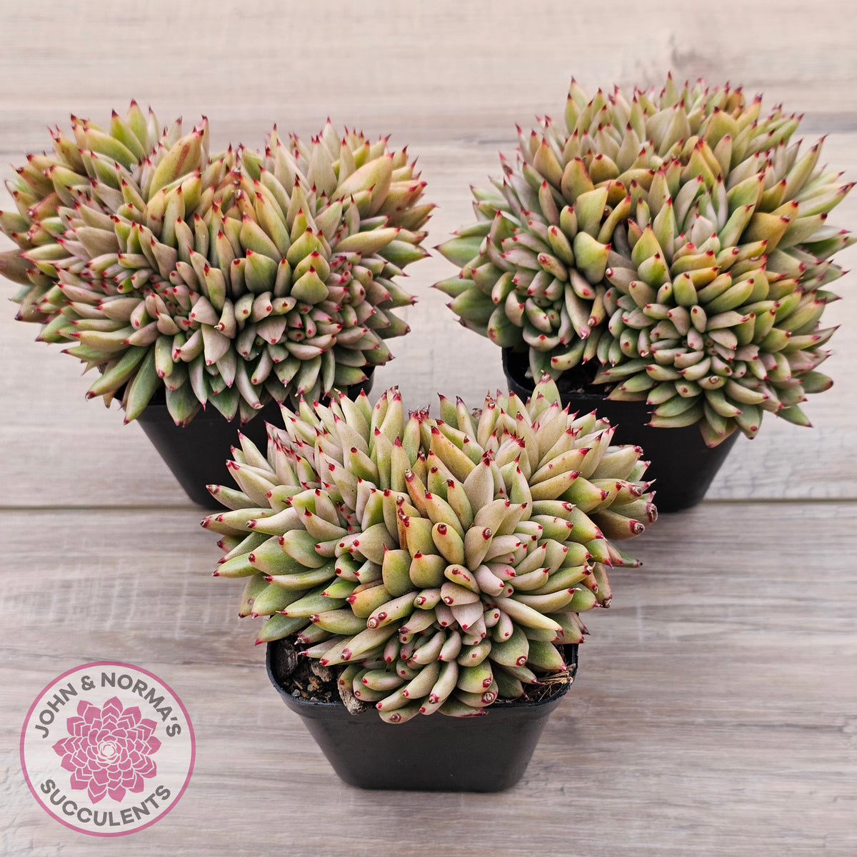 Echeveria agavoides 'Elk Soul' variegated crest (lg)