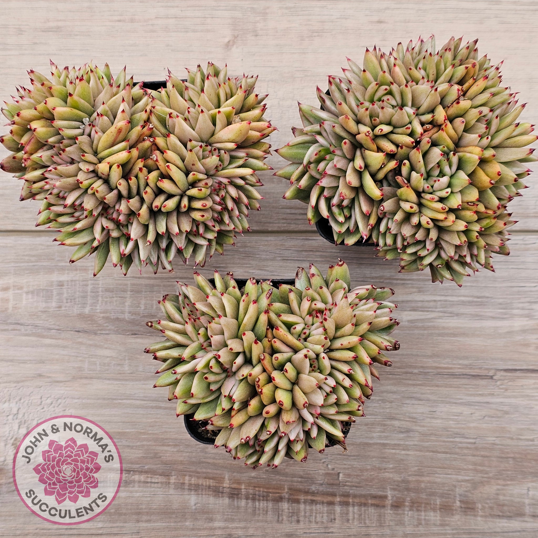 elk antler succulent Buy Echeveria agavoides 'Elk Soul' variegated crest (lg) Australia