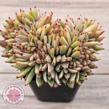 Load image into Gallery viewer, Echeveria agavoides &#39;Elk Soul&#39; variegated crest (lg)
