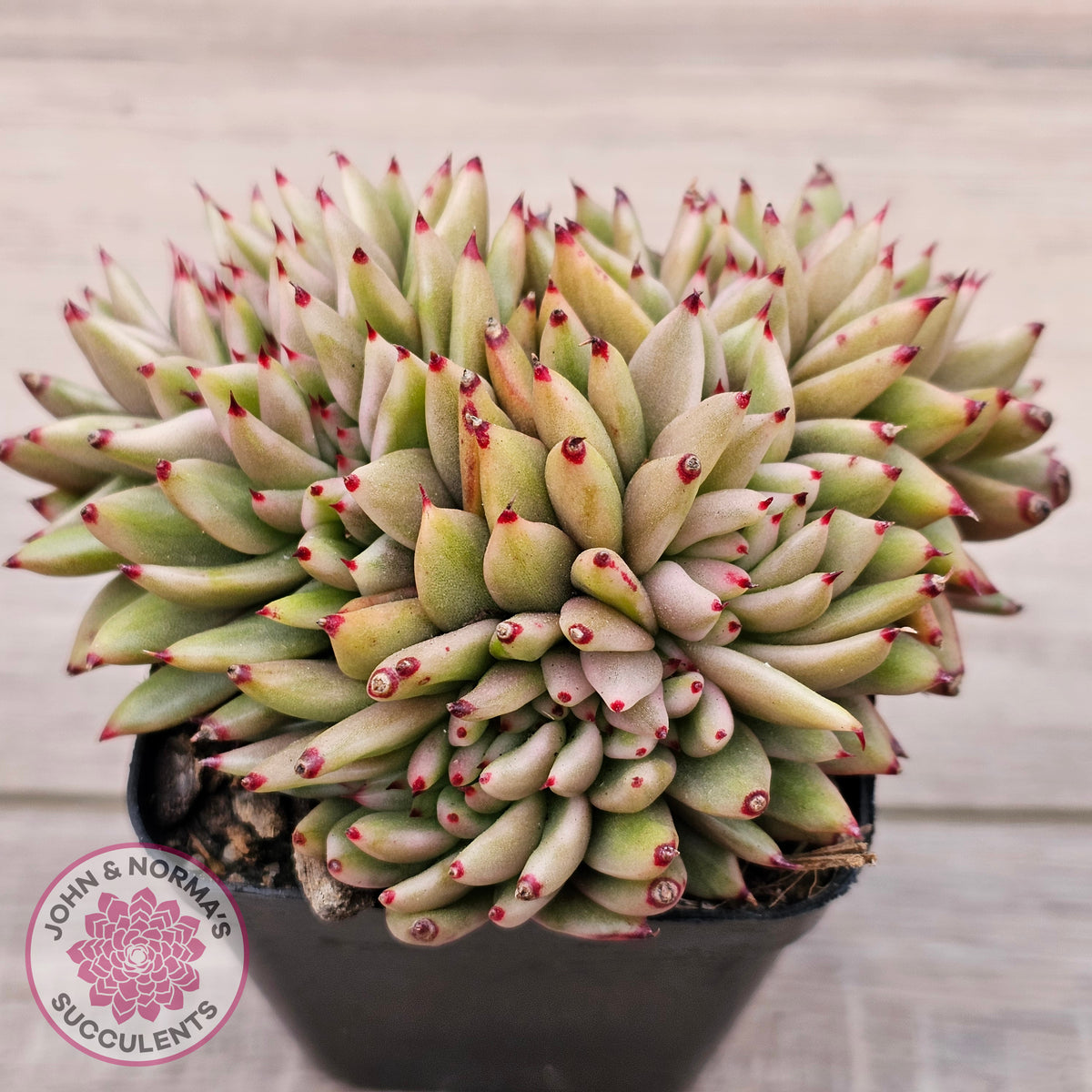Echeveria agavoides 'Elk Soul' variegated crest (lg)
