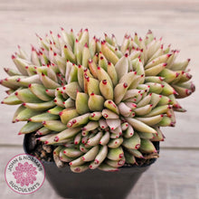 Load image into Gallery viewer, Echeveria agavoides &#39;Elk Soul&#39; variegated crest (lg)
