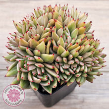 Load image into Gallery viewer, Echeveria agavoides &#39;Elk Soul&#39; variegated crest (lg)
