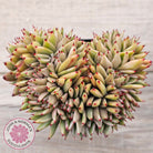 Echeveria agavoides 'Elk Soul' variegated crest (lg)