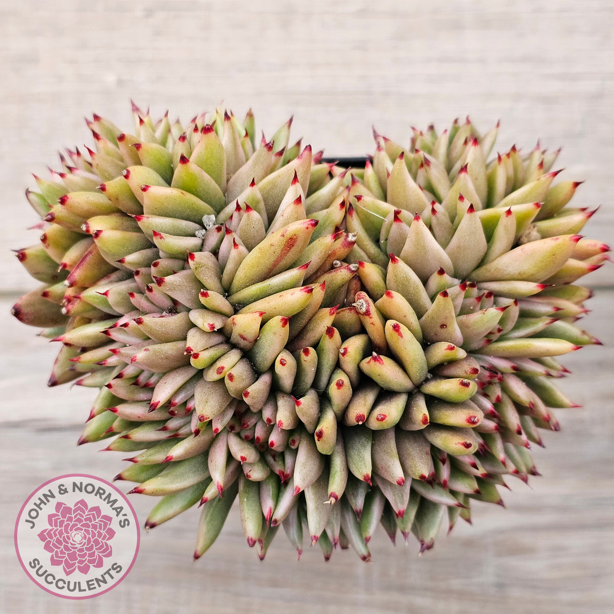 Echeveria agavoides 'Elk Soul' variegated crest (lg)