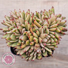 Echeveria agavoides 'Elk Soul' variegated crest (lg)