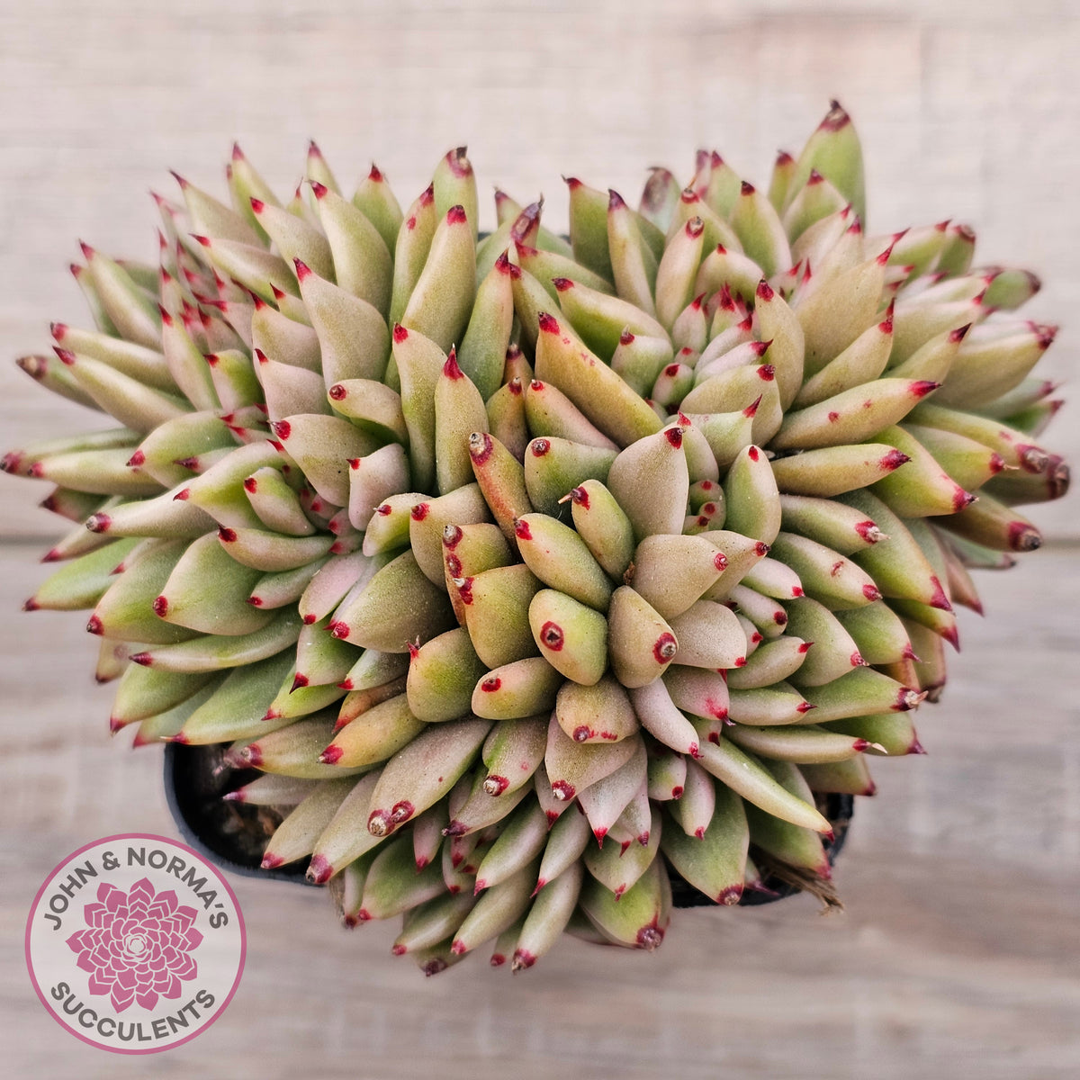 Echeveria agavoides 'Elk Soul' variegated crest (lg)