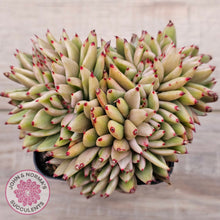 Load image into Gallery viewer, Echeveria agavoides &#39;Elk Soul&#39; variegated crest (lg)
