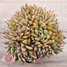 Load image into Gallery viewer, Echeveria agavoides &#39;Elk Soul&#39; variegated crest (lg)

