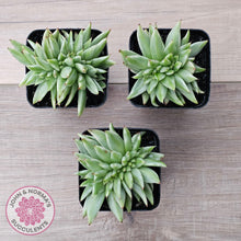 Load image into Gallery viewer, Echeveria agavoides &#39;Elk Soul&#39; variegated crest - John &amp; Norma&#39;s Succulents Australia
