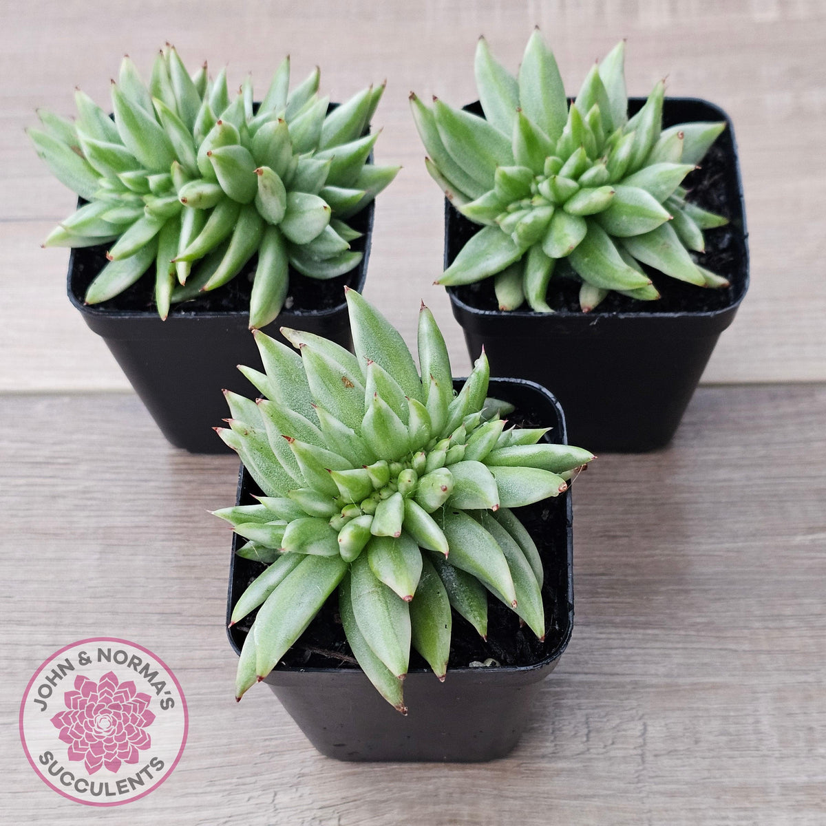 Echeveria agavoides 'Elk Soul' variegated crest (lg)