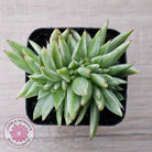Echeveria agavoides 'Elk Soul' variegated crest (lg)