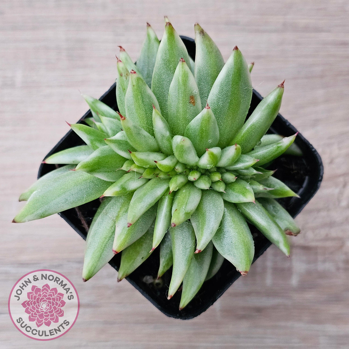 Echeveria agavoides 'Elk Soul' variegated crest (lg)