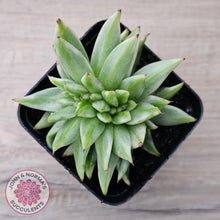 Load image into Gallery viewer, Echeveria agavoides &#39;Elk Soul&#39; variegated crest - John &amp; Norma&#39;s Succulents Australia
