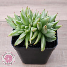 Load image into Gallery viewer, Echeveria agavoides &#39;Elk Soul&#39; variegated crest - John &amp; Norma&#39;s Succulents Australia
