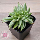 Echeveria agavoides 'Elk Soul' variegated crest (lg)