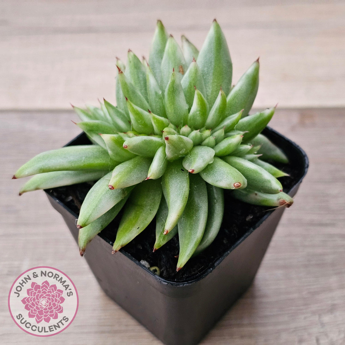 Echeveria agavoides 'Elk Soul' variegated crest (lg)