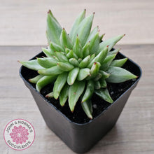 Load image into Gallery viewer, Echeveria agavoides &#39;Elk Soul&#39; variegated crest - John &amp; Norma&#39;s Succulents Australia
