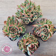 Load image into Gallery viewer, Echeveria agavoides 'Floridity'
