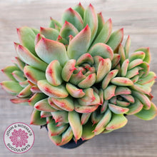 Load image into Gallery viewer, Echeveria agavoides 'Floridity'
