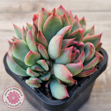 Load image into Gallery viewer, Echeveria agavoides 'Floridity'
