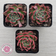 Load image into Gallery viewer, Echeveria agavoides 'Floridity'
