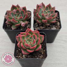 Load image into Gallery viewer, Echeveria agavoides 'Floridity'
