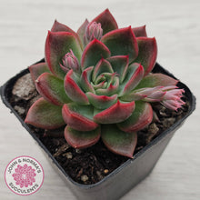 Load image into Gallery viewer, Echeveria agavoides 'Floridity'
