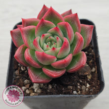Load image into Gallery viewer, Echeveria agavoides 'Floridity'
