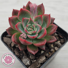 Load image into Gallery viewer, Echeveria agavoides 'Floridity'
