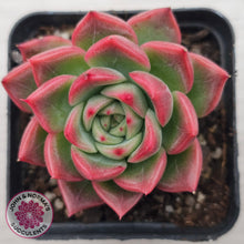 Load image into Gallery viewer, Echeveria agavoides 'Floridity'

