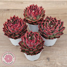 Echeveria agavoides 'Floridity' - 90mm, Same Plants
