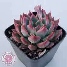 Load image into Gallery viewer, Echeveria agavoides &#39;Floridity&#39;
