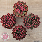 Echeveria agavoides 'Floridity' - 90mm, Same Plants