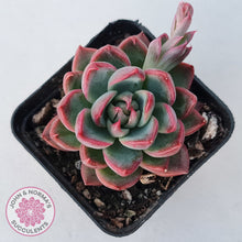 Load image into Gallery viewer, Echeveria agavoides &#39;Floridity&#39;
